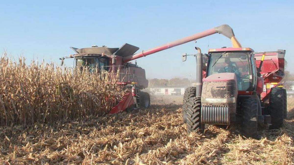 Jake Frey of rural Pocahontas unloads on the go into a grain cart driven by Billy Dunnigan as he continues to shell corn Friday.