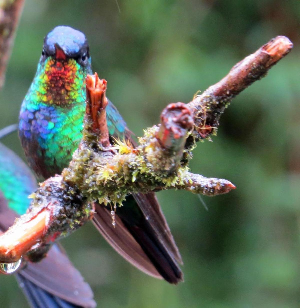 A fiery-throated humming bird. Birding enthusiast, Highland native and Conservation Chairman of the Grand Valley Audubon Society Nic Korte gave a presentation about migratory birds and the role they play in the environment at the Louis Latzer Memorial Public Library in Highland on Oct. 3.