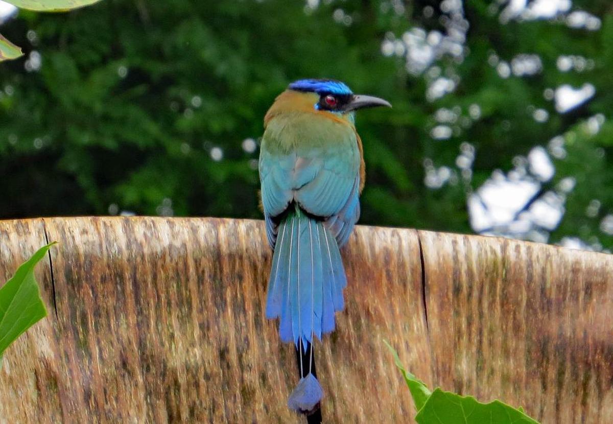 A Lesson’s motmot in a tree. Birding enthusiast, Highland native and Conservation Chairman of the Grand Valley Audubon Society Nic Korte gave a presentation about migratory birds and the role they play in the environment at the Louis Latzer Memorial Public Library in Highland on Oct. 3.