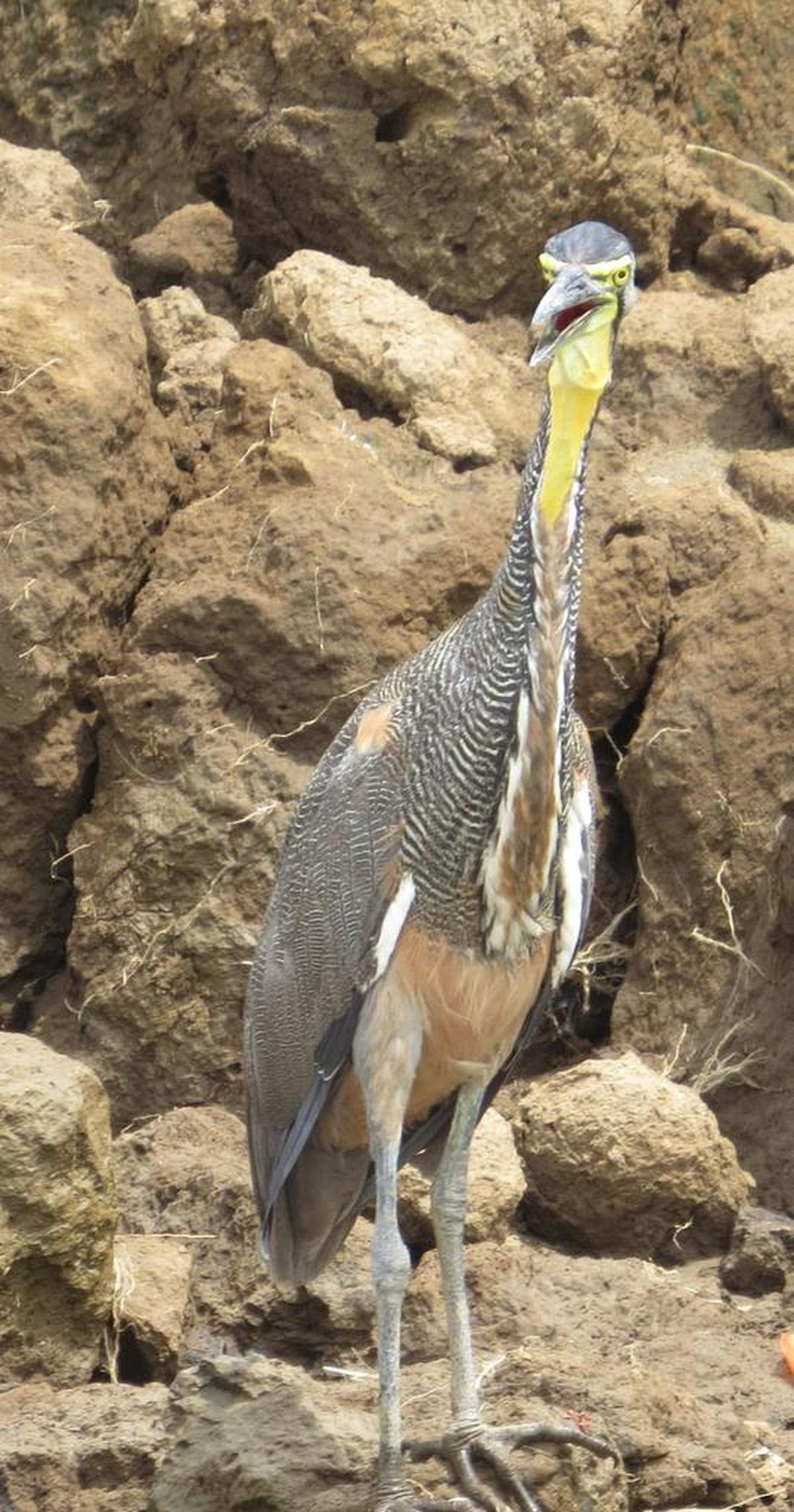A bare-throated tiger heron. Birding enthusiast, Highland native and Conservation Chairman of the Grand Valley Audubon Society Nic Korte gave a presentation about migratory birds and the role they play in the environment at the Louis Latzer Memorial Public Library in Highland on Oct. 3.