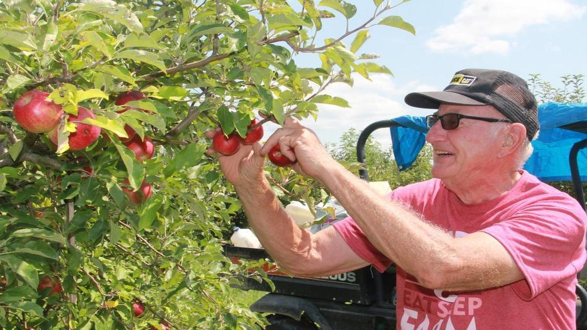 
Jerry Mills picks a Jonathan apple late last week at his orchard in rural Marine.
