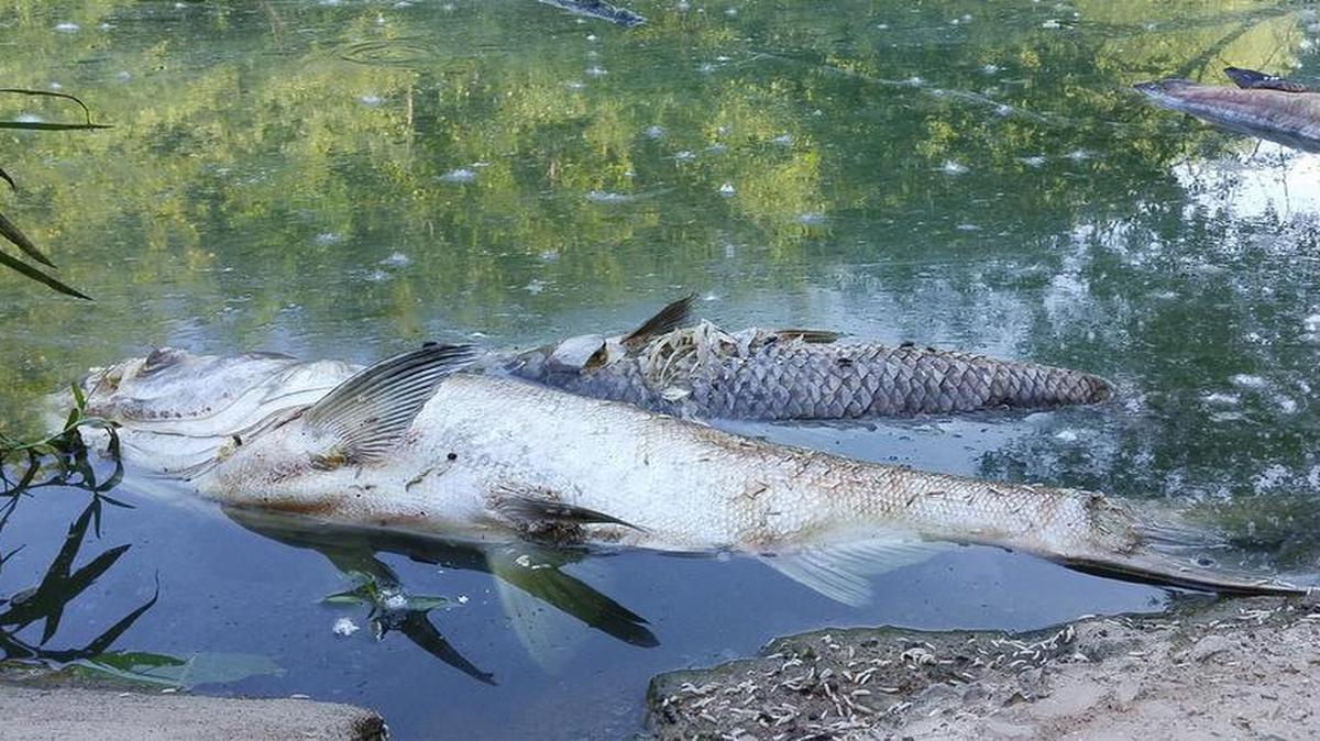Low oxygen levels appear to be the cause of fish kill in Silver Creek, just below the Silver Lake dam spillway along Illinois Route 143 in Highland.