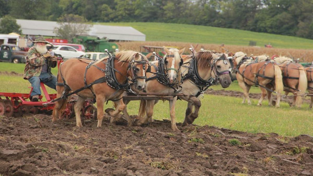 A participant in last year’s Homestead Harvest Days using a team of horses to disc a field at the Latzer Homestead in Highland.