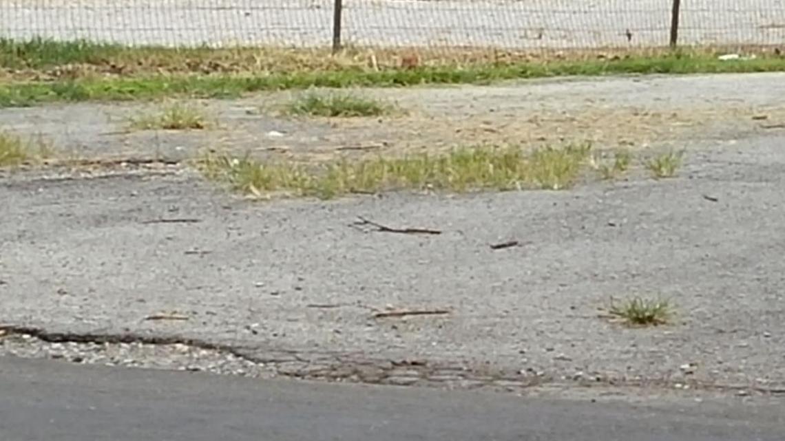 Is this “blight”? According to a recently city-commissioned study, this driveway in Highland exhibits blight because it has grass or weed growth in its asphalt surface.