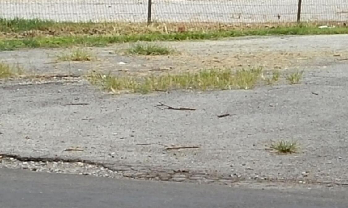Is this “blight”? According to a recently city-commissioned study, this driveway in Highland exhibits blight because it has grass or weed growth in its asphalt surface.
