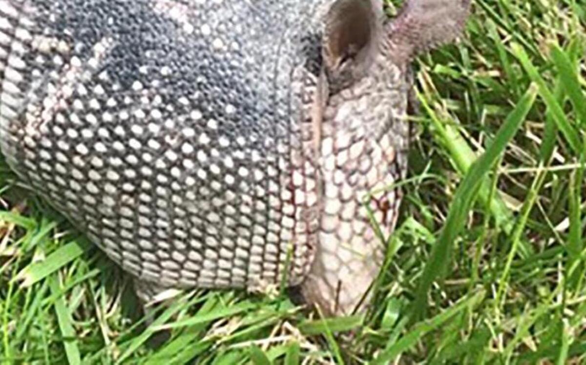 
This armadillo was hit along Mettler Road near New Douglas on July 15.
