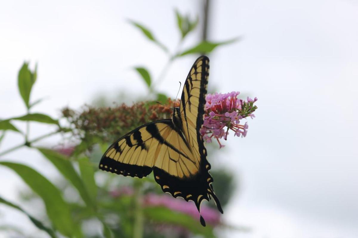 A butterfly in the Highland Garden Club Yard of the Month award for August. The homeowners are Lenny and Mary Jane Landmann at 1905 Zschokke. The Landmanns said that the garden is special because every plant has a story.