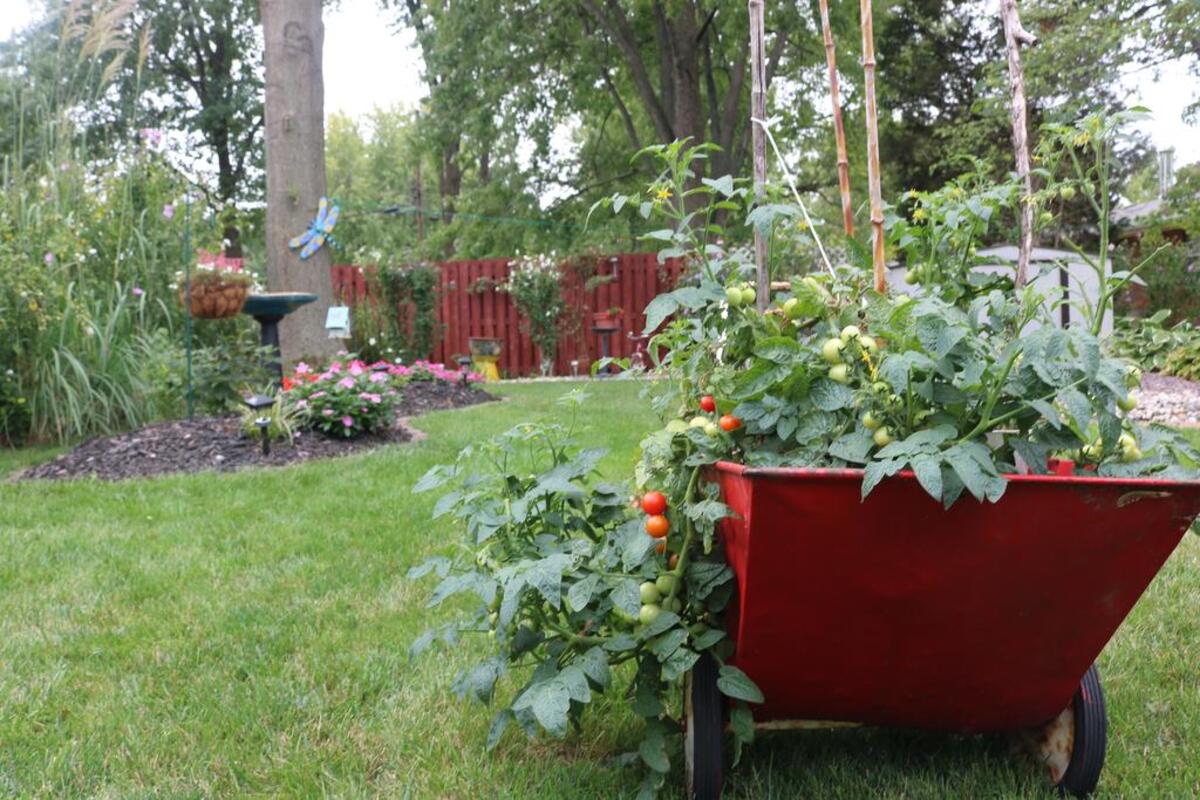 Cherry tomatoes sit in a wheel-barrow at 719 Dolphin Drive East, the home of Carol and Francis “Buck” Robben and the Highland Garden Club Yard of the Month winner for September. This will be the last yard the Garden Club picks until next year.
