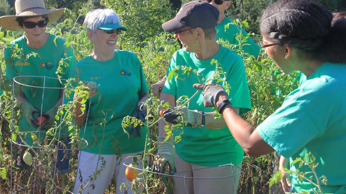 Loretta Siekmann, Joyce Hillebrand, Carol Schmidt and Yolandea Woods share a laugh Monday, while picking tomatoes at the O’Fallon Community Garden. The Community Garden club has donated over 3,300 pounds of vegetables to the O’Fallon Community Food Pantry this summer. Their donation is up about 300 pounds from a year ago.