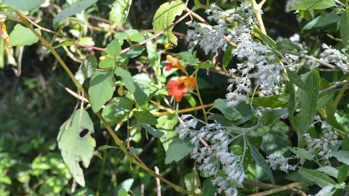 Wild flowers growing along the pathway.