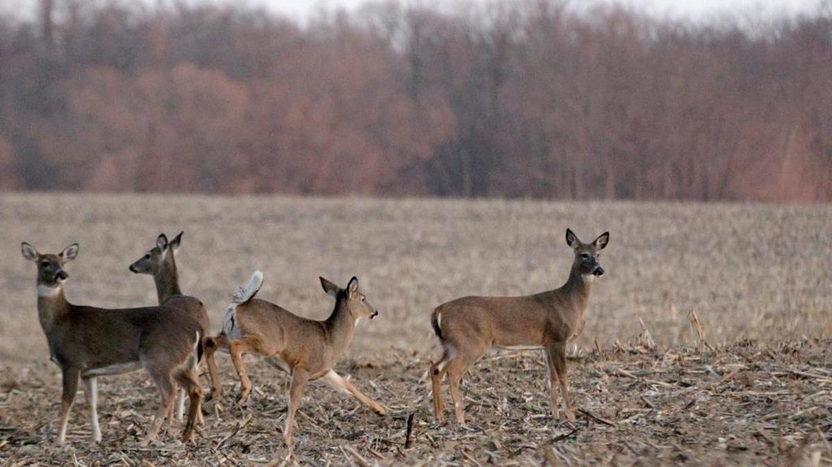 Four deer stand among the corn stalks in a field along Old Collinsville Road in rural Caseyville Township last week. The area is still farmland, though many subdivisions have been built, or are being constructed, nearby. Not far away, the USDA it considering whether or not the village of Shiloh is still “rural” enough to qualify for its housing program.