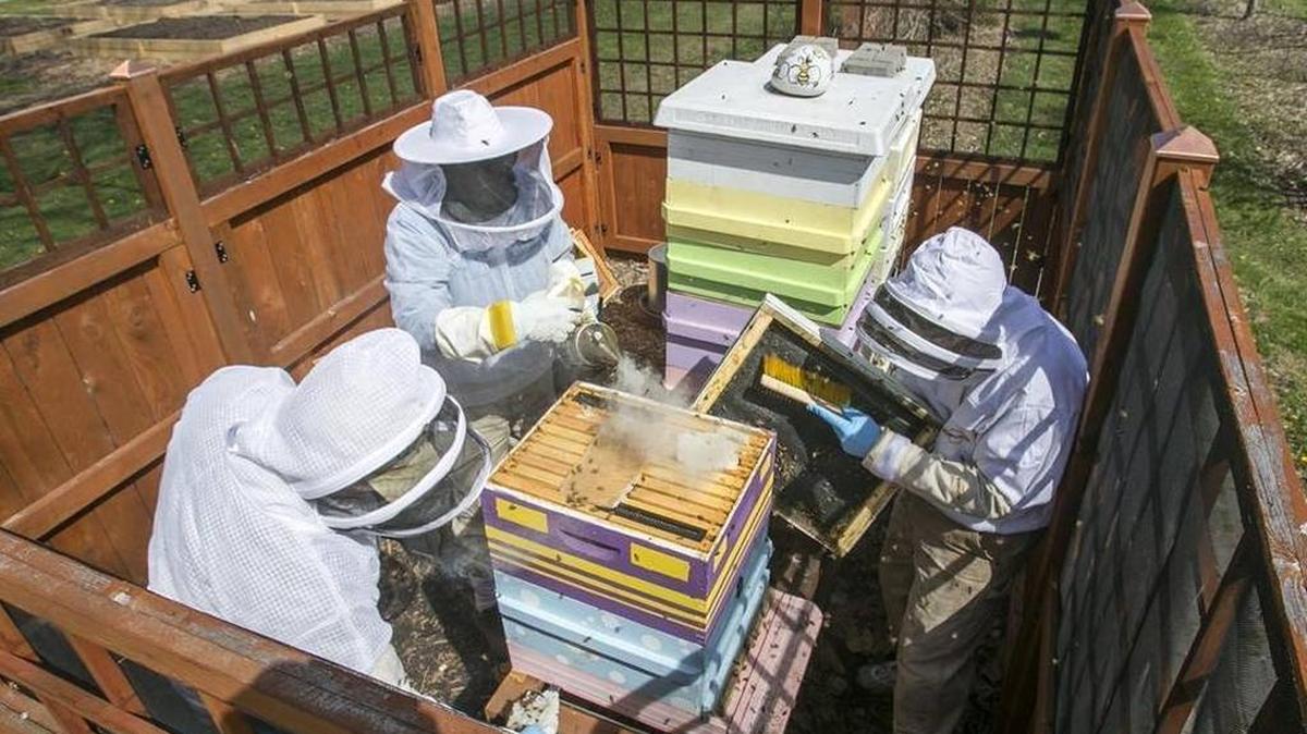 Beekeepers working in the O’Fallon Community Garden Apiary at the corner of Smiley and State Streets.