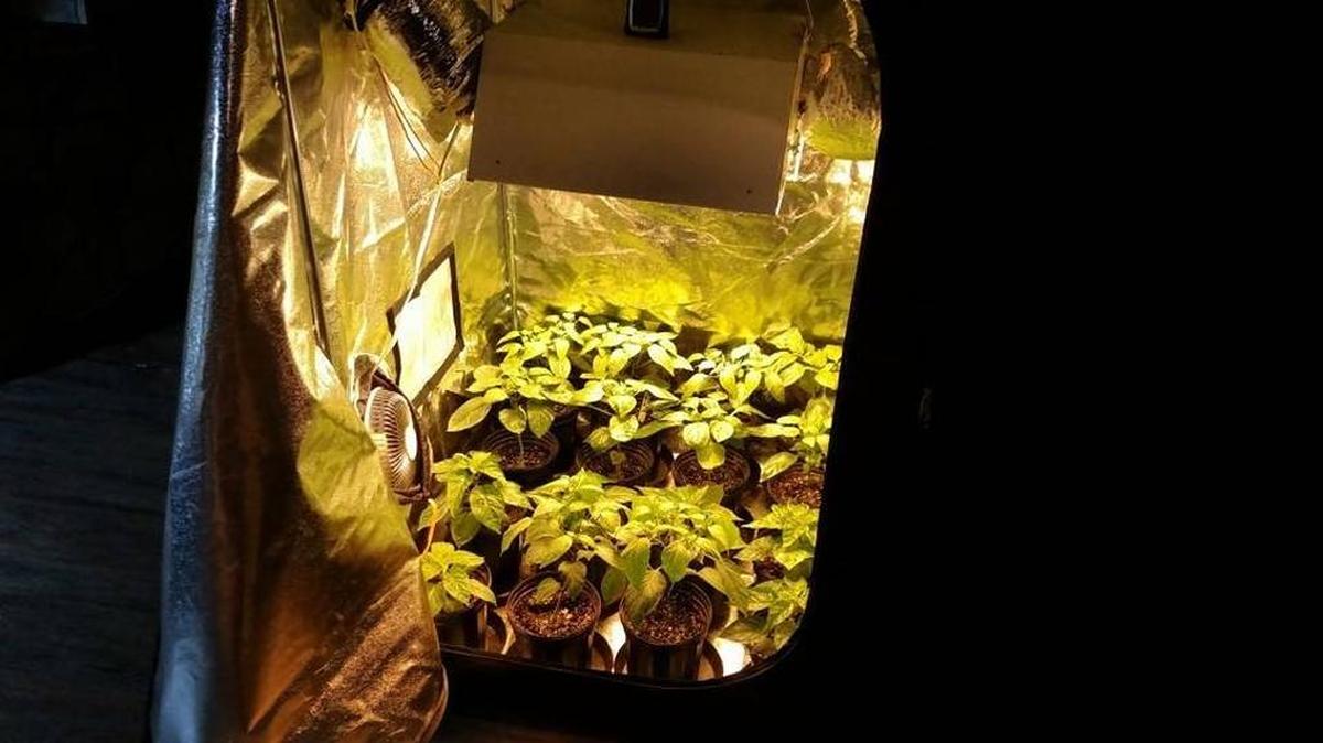 Plants bask under a grow light at The Indoor Earthworm located at 116 E. State Street in downtown O’Fallon.