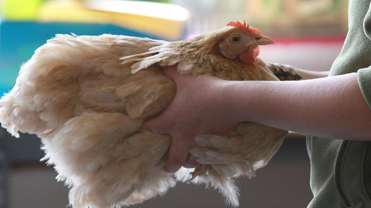 In an undated photo, a child holds a chicken during a school presentation.
