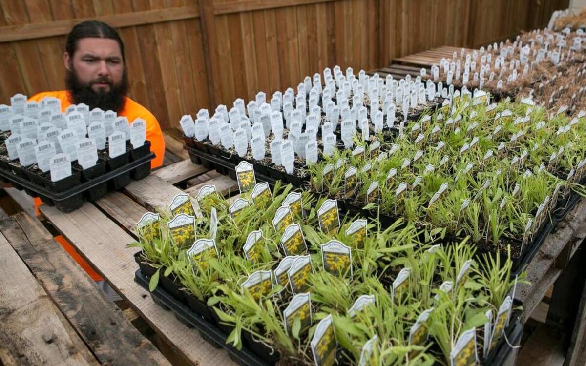 O’Fallon Parks and Recreation employee Cody Arnold helped unpack more than 2,000 plants that will be used as part of a new prairie wildflower restoration project at Rock Springs Park. The 3-to-5 year goal of the project is to attract Monarch butterflies and bees to the park, along with making the area more attractive with native plants. Some of the plant varieties include, Prairie Dropseed, milkweeds, Purple Prairie clover, Prairie Smoke, Showy Goldenrods, Bergamot, and Smooth Aster. See a gallery of photographs and a video at bnd.com.