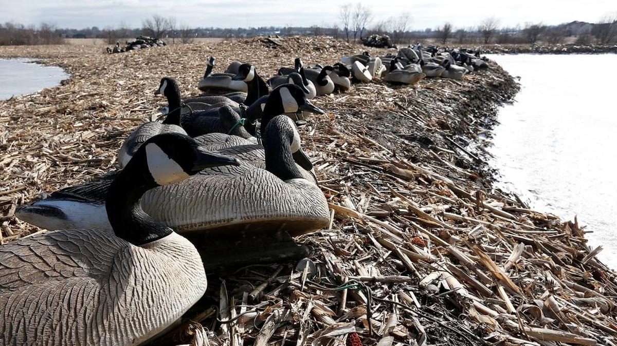 Nearly 100 goose decoys sitting between two false shallow ponds created by pumping water from the Three Springs Lake.