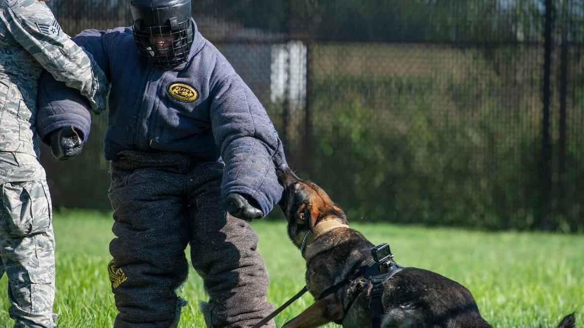 Irk, a 5-year-old German Shepherd drug detector dog, goes after a simulated attacker during a working dog demonstration at the 375th SFS kennel on Scott Air Force Base. Military working dogs search for bombs, drugs and ride along in patrol cars with their handlers, and belong to the Department of Defense and serve in the Marines, Army and Air Force. Photo by Airman 1st Class Tara Stetler