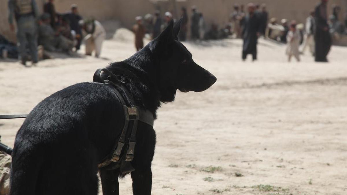 Satin, a military working dog, passed away Aug. 25, 2017, after serving his entire career at Scott. Satin was honored at the ribbon cutting for the newly renovated Vet Clinic on base.
