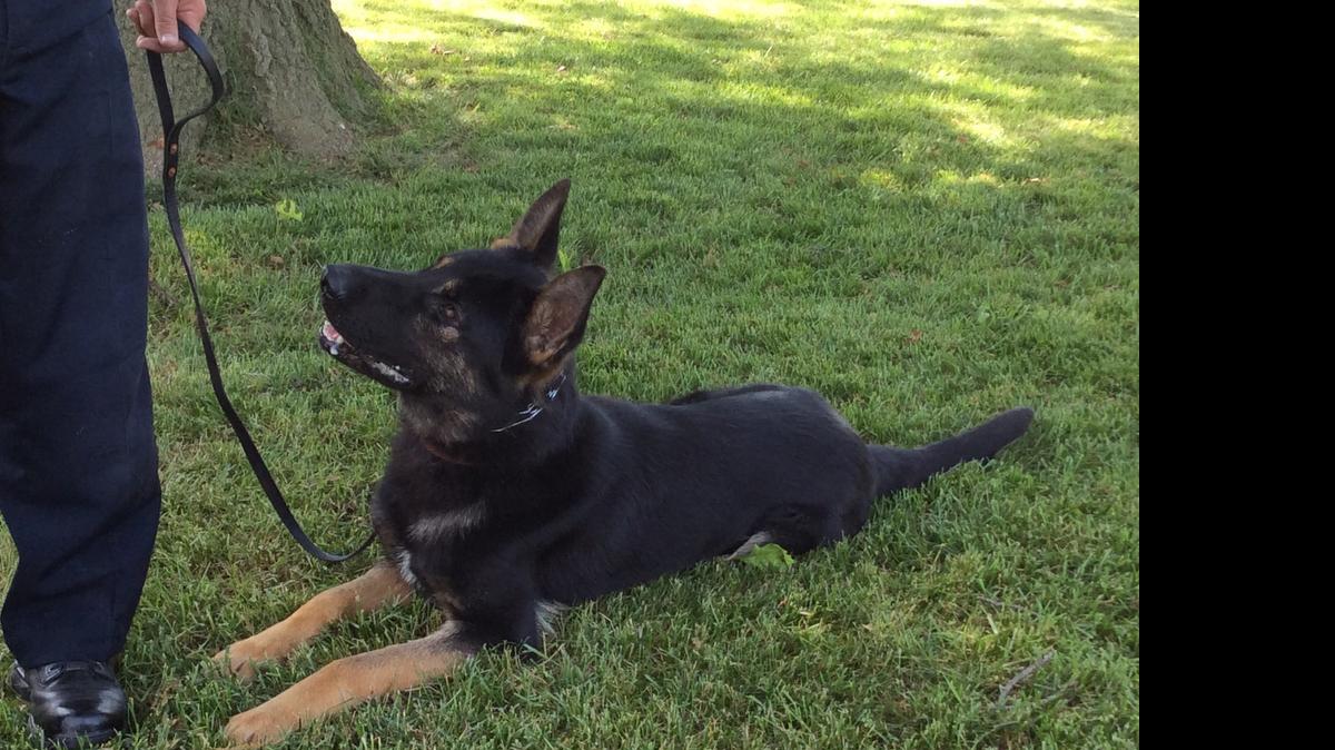 
Zak is the new K-9 added to the Troy Police Department a few weeks ago. Zak’s services also will be available to other area departments that do not have a K-9 program.
