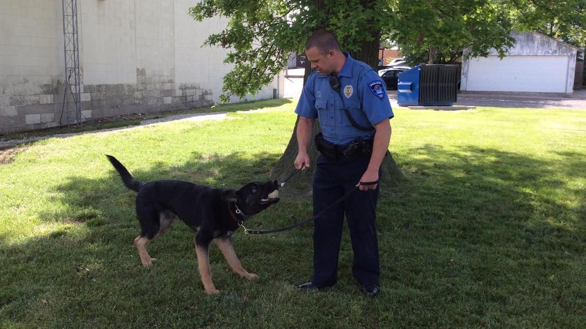 In this file photo from 2015, Troy Police Officer Ryan Meier works with the department’s new K-9, Zak. One Macon County official says they'd have to euthanize all their police dogs if Illinois legalizes marijuana.
