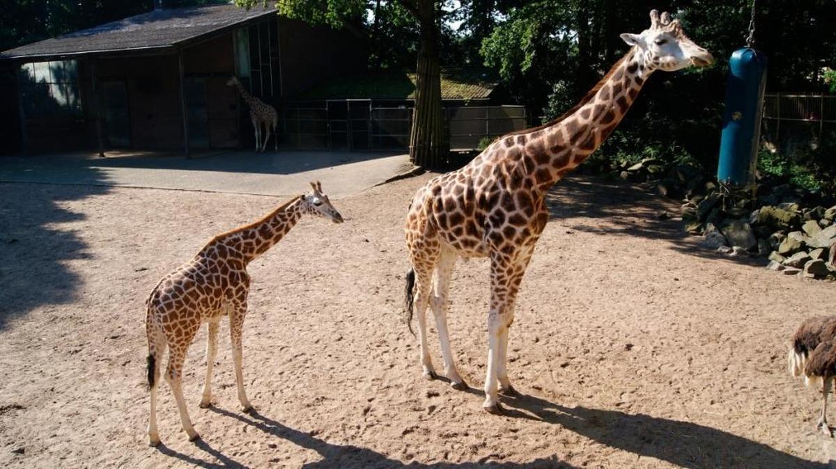 An adult and baby giraffe