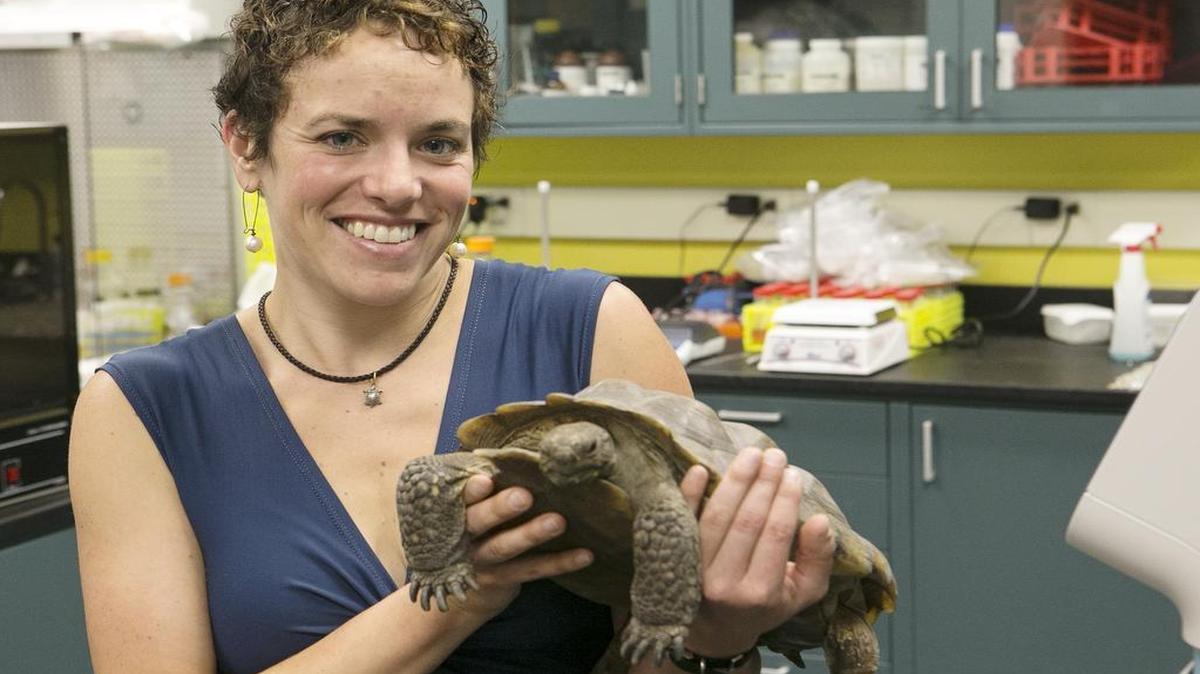 
Lindenwood University-Belleville assistant professor Franziska Sandmeier holds Poppy, a desert tortoise. Sandmeier has focused her research on immunological health and disease in wild populations of reptiles.
