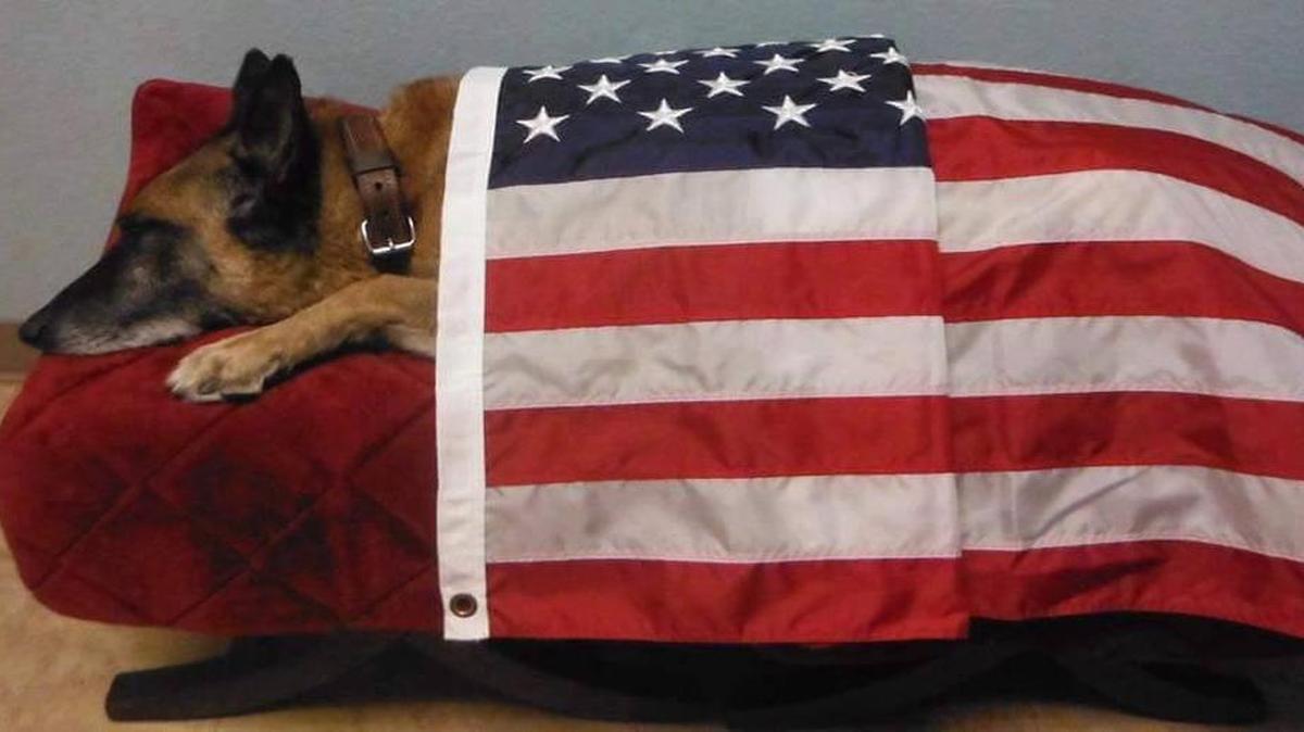 Scott Air Force Base’s military working dog Roy/J351 died on May 20 due to health complications.