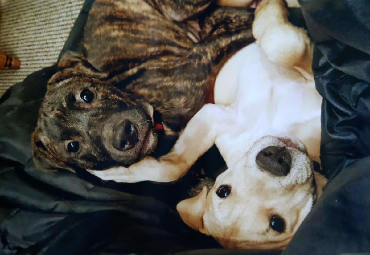 Andi Fairchild made a tough decision in early July: she and her husband decided to give up their two 9-month-old puppies to be rehomed. But she didn’t expect them to be euthanized, Lola and Bella were both pit bull-terrier mix rescue dogs, whom the Fairchilds adopted about four months ago from the Metro-East Humane Society.