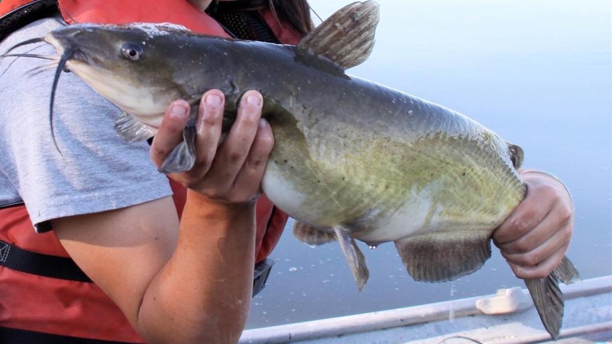 Illinoisans will now be allowed to use pitchforks to harvest catfish.