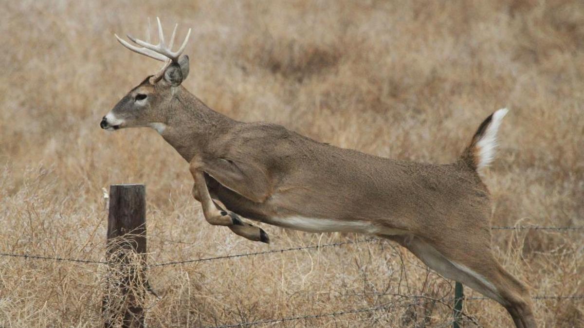 A young whitetail buck jumps a fence.