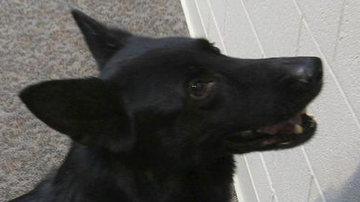 
In 2012 Kohl was one of the four Fairview Heights Police Department canines. Here he sniffs out a small bag containing a drug sample during a demonstration at the Fairview Heights Police Department’s 19th annual Senior Citizen Academy. Kohl was 9 at the time.
