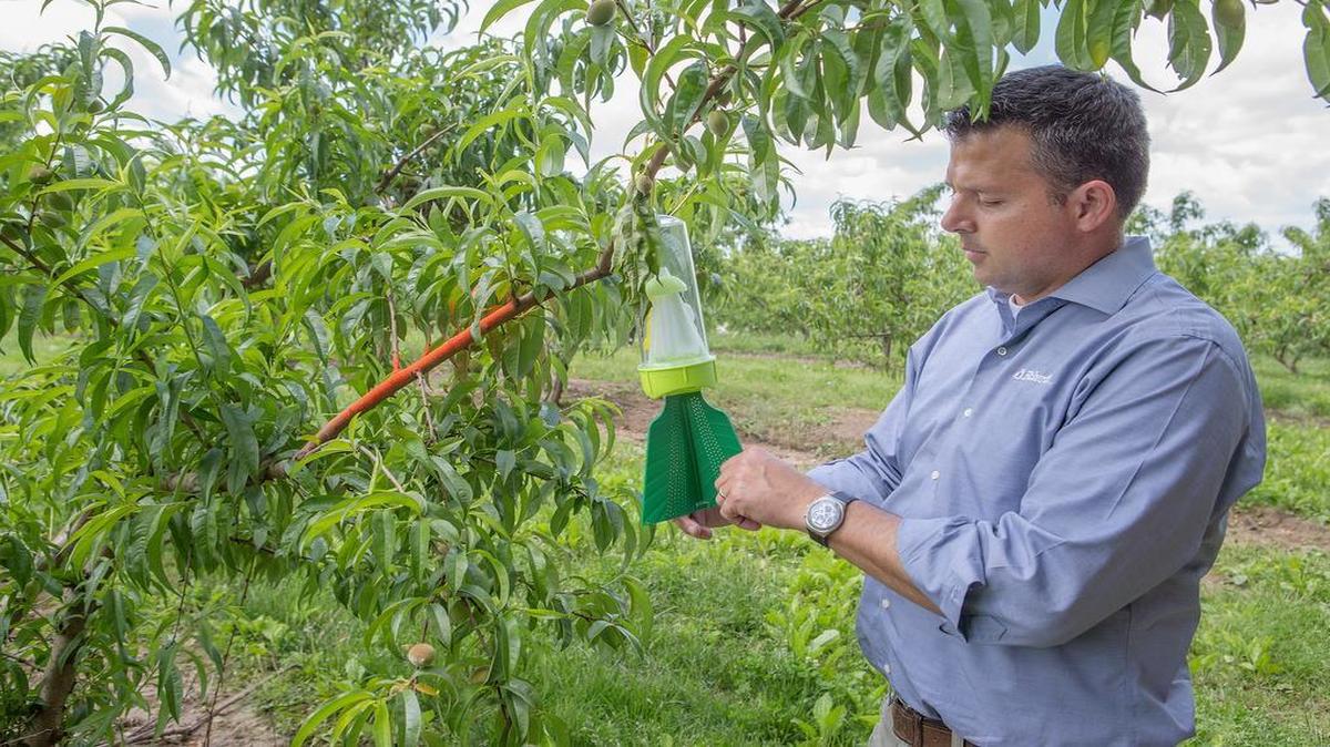 
Chris Eckert, president of Eckert’s Inc., checks a trap located at the edge of a peach field for the brown marmorated stink bug.
