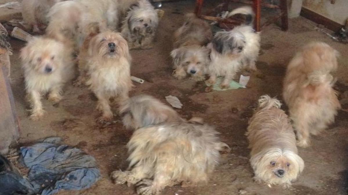 The Humane Society of Missouri Animal Cruelty Task Force on Thursday rescued 31 dogs from filthy and crowded living conditions in a house in Benton County.