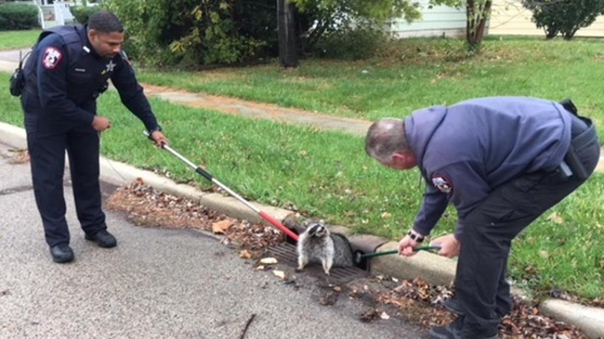 Police officers attempted to free the raccoon from the sewer grate.