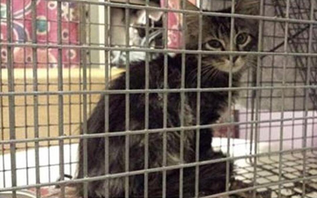 St. Louis Feral Cat Outreach officials announced Friday morning they caught Rally Cat in Citygarden overnight.
