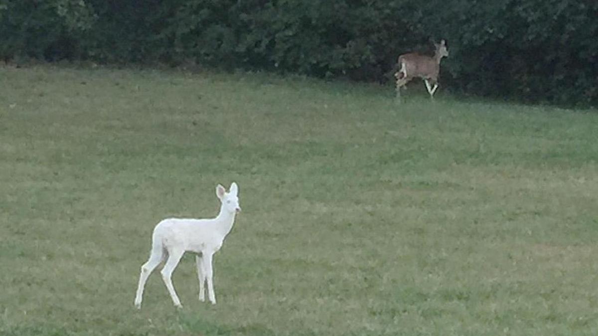 The rare white deer is seen in this photo published by the Daily-Journal. The white deer was struck and killed Tuesday near Kankakee.