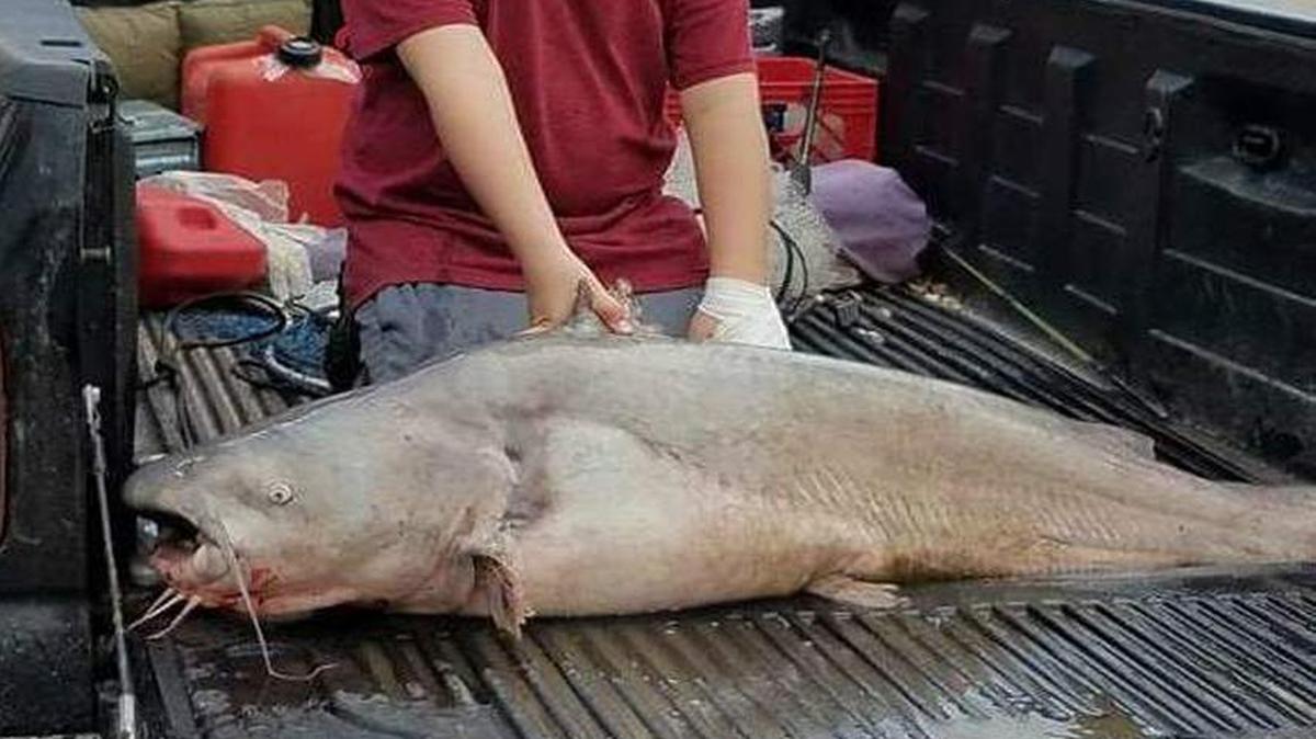 Jayden Hills, a 10-year-old Quincyan, poses with the 61-pound catfish he caught on the Mississippi River.