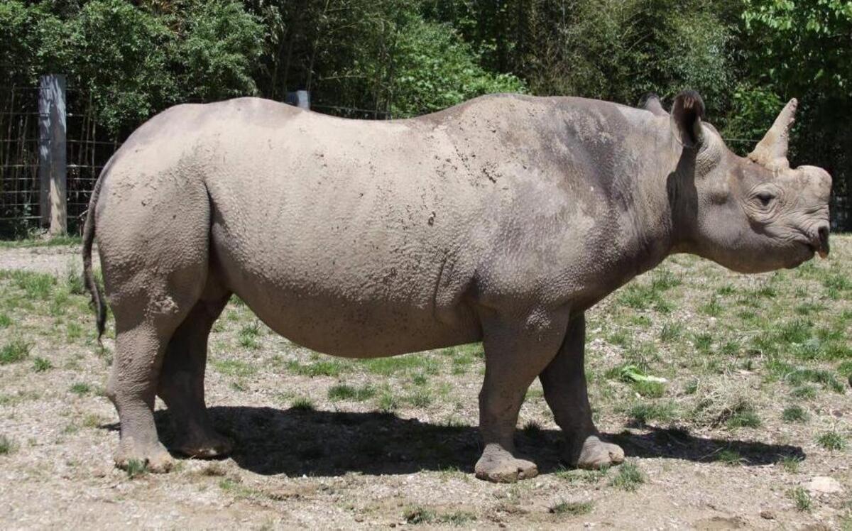 A new black rhino will soon be born at the St. Louis Zoo.