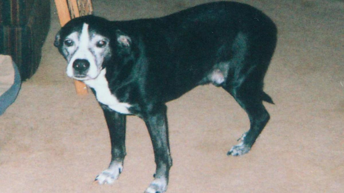Janet Hollman, of Belleville, adopted Spinner as a puppy after he was featured in Wally Spiers’ column on Aug. 30, 2000. He is now 15. This is Spinner in 2012.