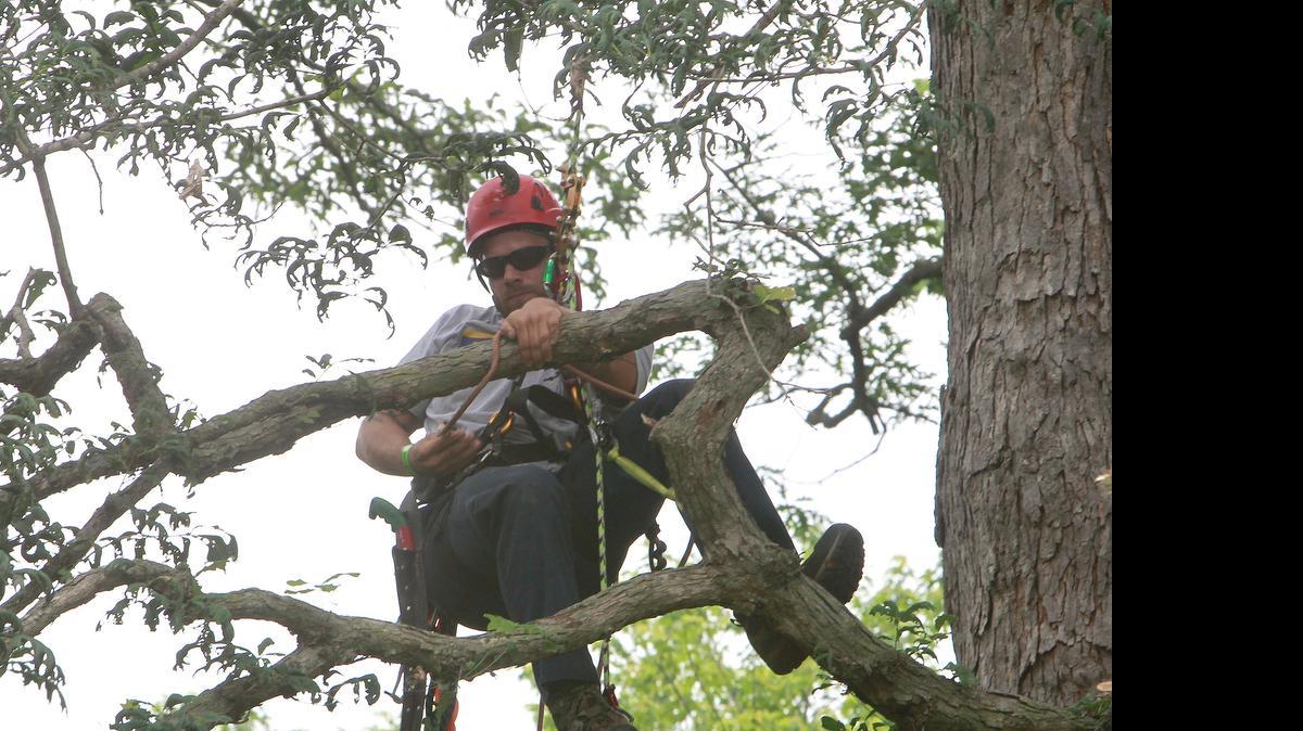 
Professional tree climber Alex Kasprzak of Durham, North Carolina, navigates a huge tree in the tree climbing event at the International TreeStuff.com Jamboree being held at the former YMCA summer camp property south of Belleville. The event pits tree climber teams from around the country against other teams in several climbing and rope events related to their profession. This was a timed event, the climber, aided by a teammate on the ground, has to move through the upper branches of a large tree — from 50 to 70 feet above the ground — and ring colored bells placed in the branches. The bells are designated with various points, and the object of the event is to amass as many points as possible within a half hour of ascending, climbing, and descending.

