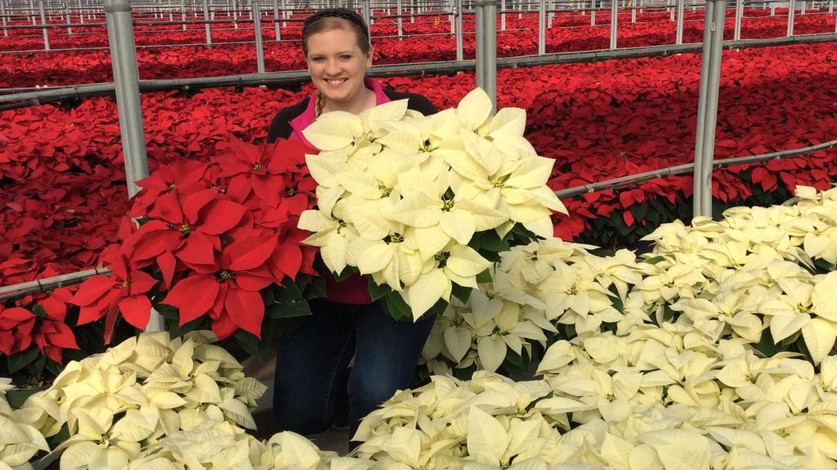 Alissa Brinkmann, 27, who works in sales at Millstadt Gardens, poses with some of the more than 1 million poinsettias grown at the wholesale greenhouses. An open house Nov. 22 allows the public to take tours, with a retail store open through Christmas to sell the plants and other greenery.