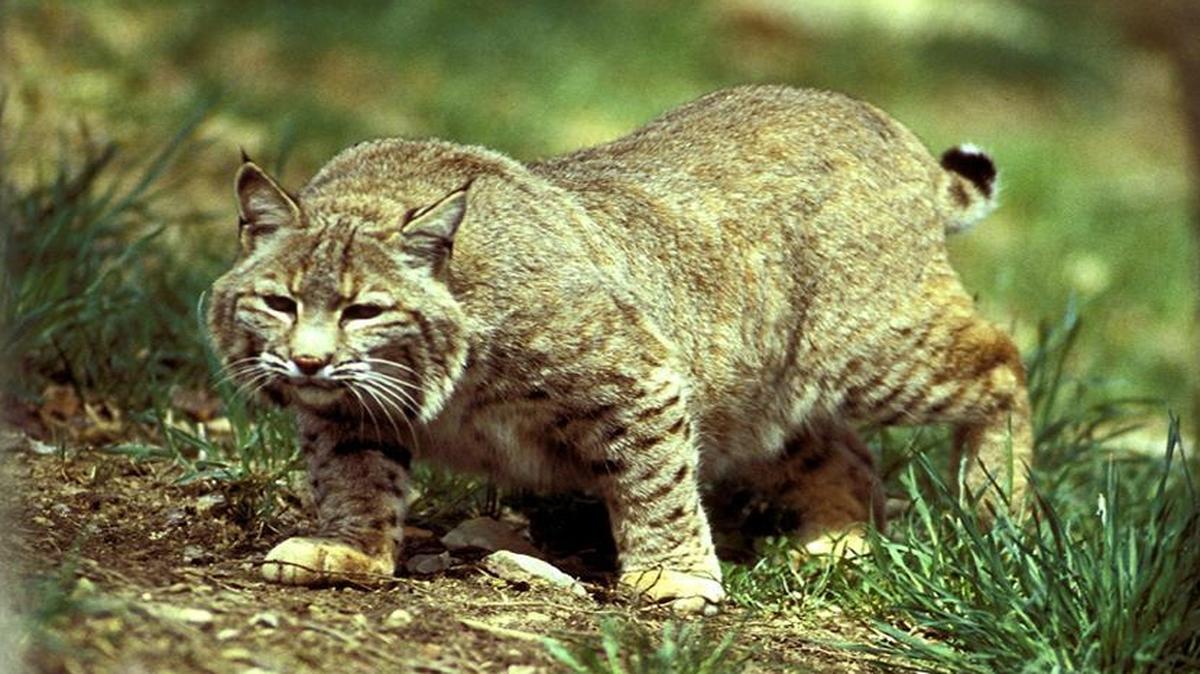 More than 6,000 people have applied for permits to hunt bobcats in Illinois. Only 500 permits will be awarded.