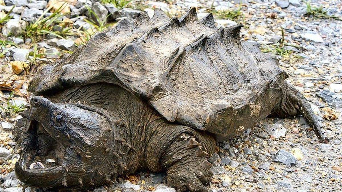 This snapping alligator turtle was the first in 30 years to be found in the wild in Illinois.