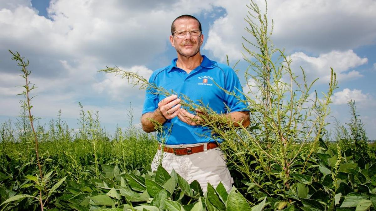 Aaron Hager,professor of weed science, with glyphosate-resistant water hemp in a soybean field on the University of Illinois South Farms.