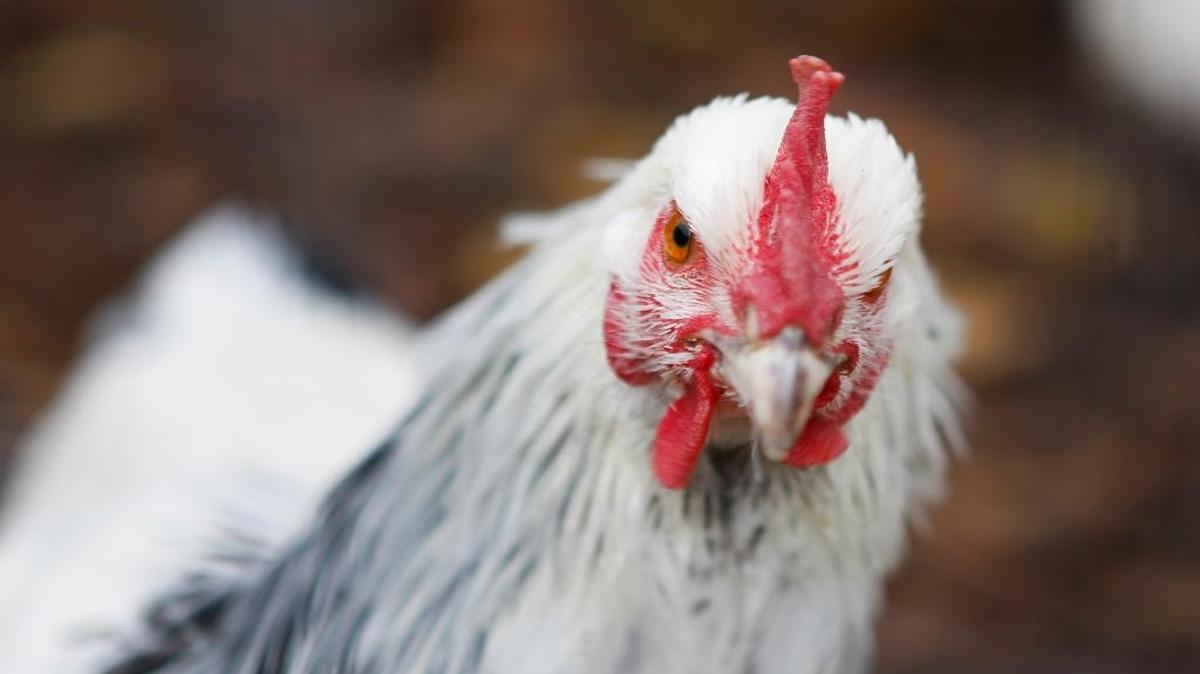 Residents of Swansea will now be allowed to raise chickens.
