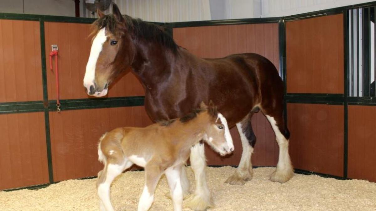 The newest Clydesdale, Pete, and his mother, Porsche, move around their stall at Warm Springs Ranch in Boonville, Mo. Pete was born earlier this week.