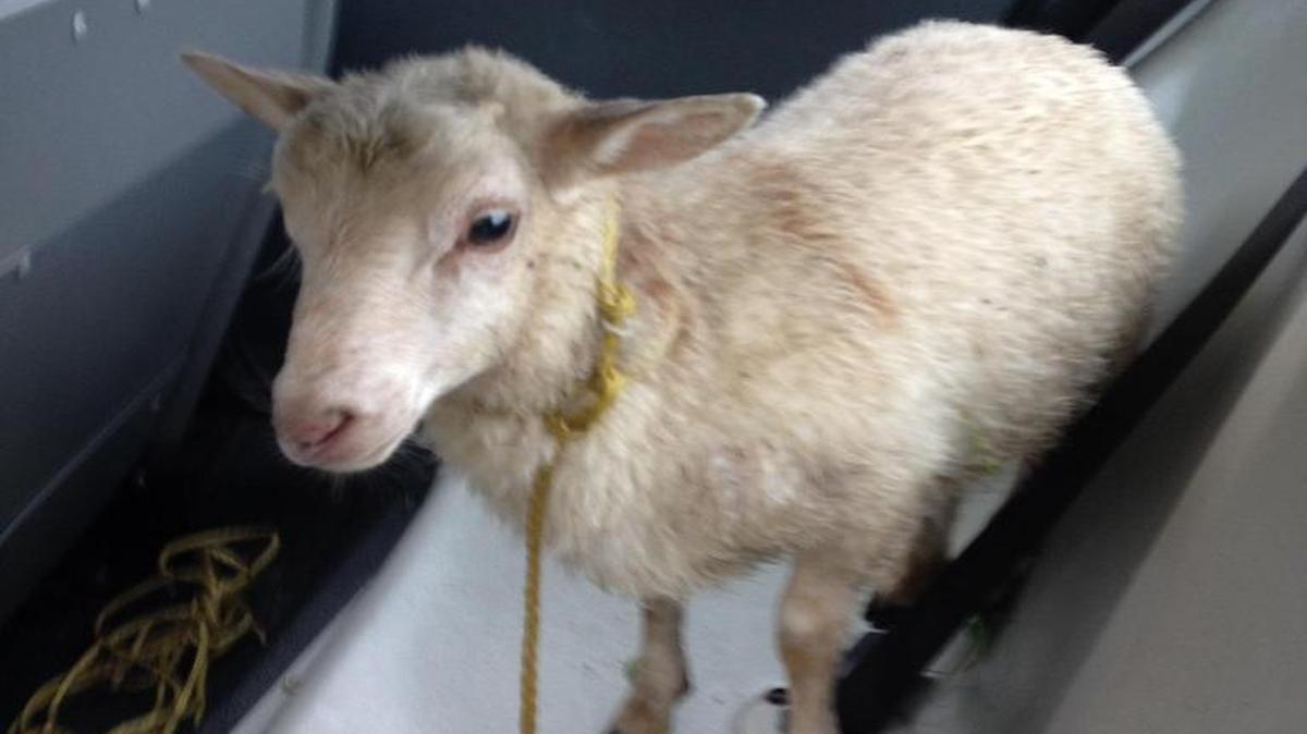 
A lamb that residents in Fairview Heights reported had been wandering around a neighborhood there for several weeks was captured Wednesday. Officer Ben Hester took the lamb to his home, where he plans to keep it unless its rightful owner steps forward.
