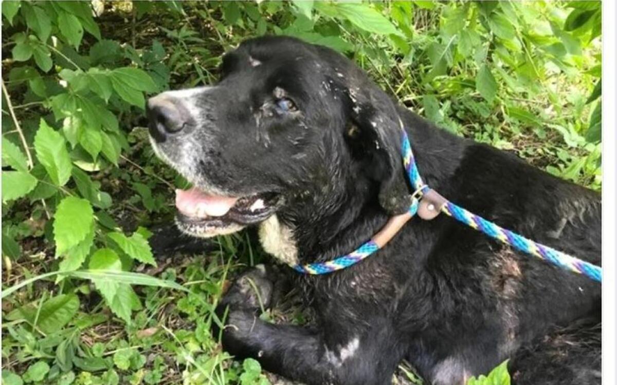 Glamour is one of the worst cases of animal abuse Stray Rescue has seen.