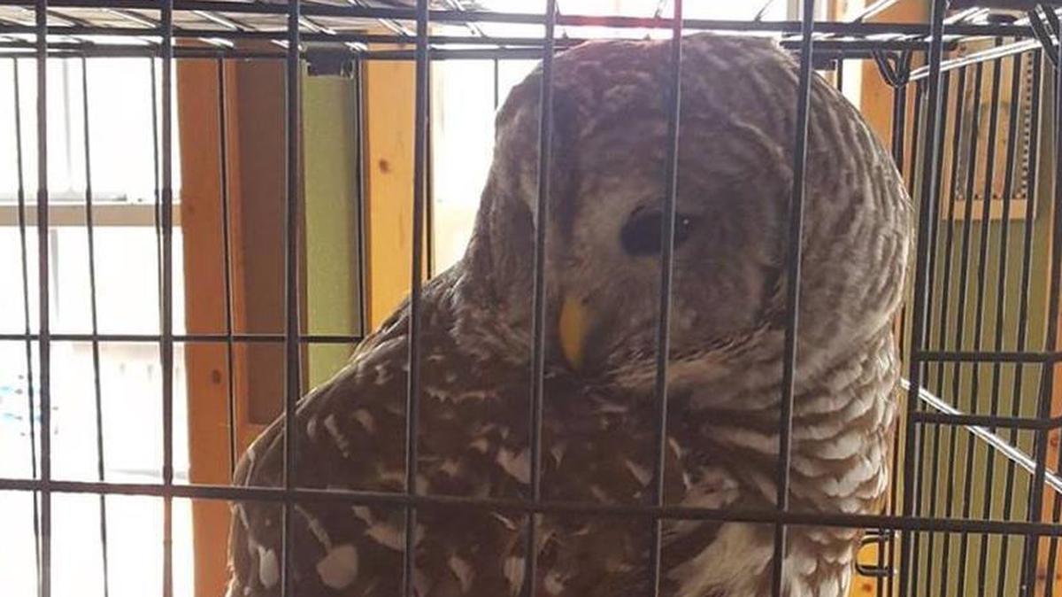 A barred owl who had been injured by a vehicle near Edwardsville spent the night behind bars at the Madison County Sheriff’s Department. The owl is being treated at the Treehouse Wildlife Center.