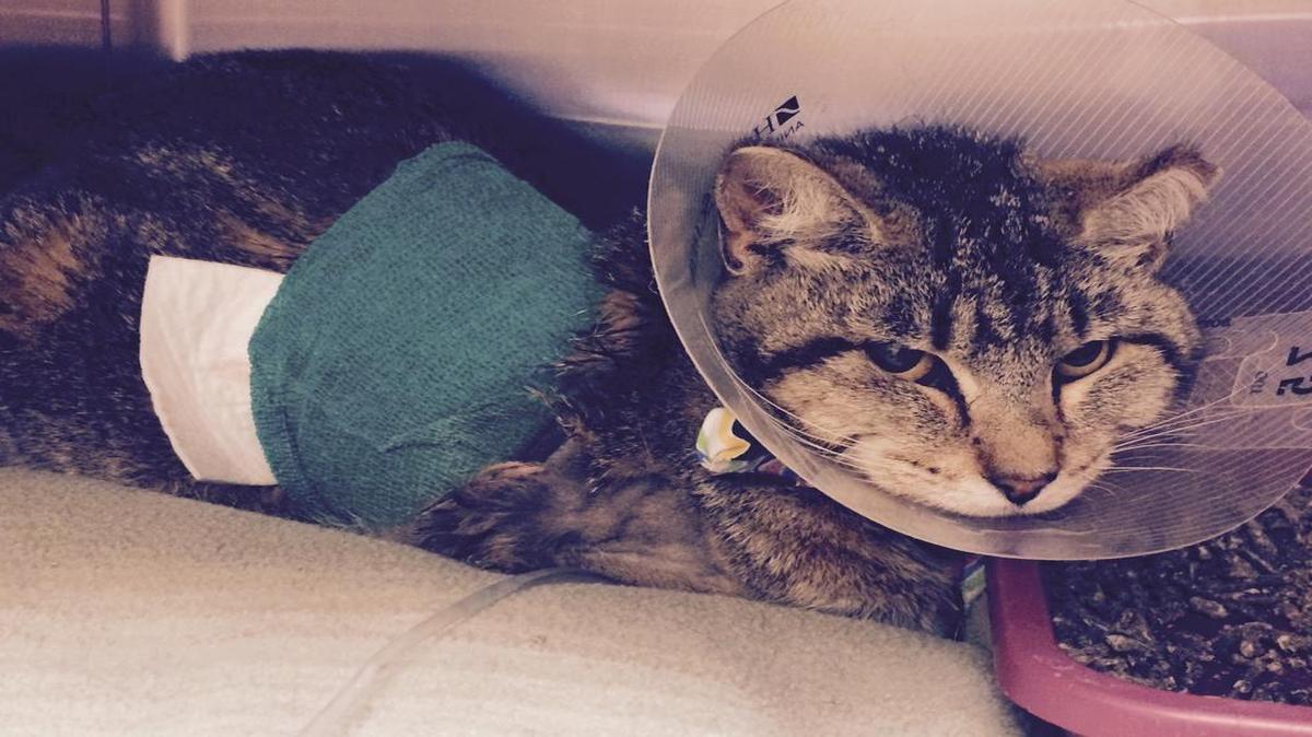A cat is recovering after being shot with an arrow on Friday in Caseyville.